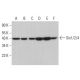 western blotting image from recommended Six1/2/4 (E-11) monoclonal antibody replacement. Image 382304