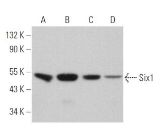 Six1 Antibody (B-8) - Western Blotting - Image 368417 