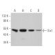 Six1 Antibody (B-8) - Western Blotting - Image 368417 