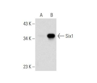 Six1 Antibody (B-8) - Western Blotting - Image 319282