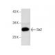 Six2 Antibody (H-4) - Western Blotting - Image 282428 