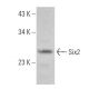 Six2 Antibody (H-4) - Western Blotting - Image 359315