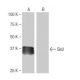 Six2 Antibody (NB-A37) - Western Blotting - Image 65051