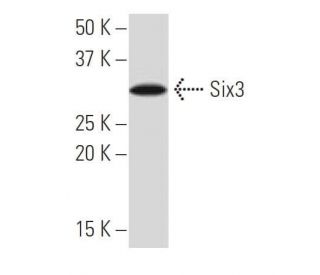 Six3 Antibody (J-21) - Western Blotting - Image 33638 