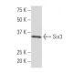 Six3 Antibody (J-21) - Western Blotting - Image 33637