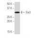 Six3 Antibody (J-21) - Western Blotting - Image 33638 