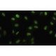 Six4 Antibody (34-M) - Immunofluorescence - Image 35512