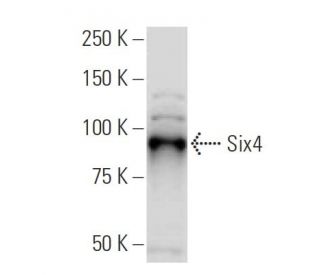 Six4 Antibody (34-M) - Western Blotting - Image 33636 