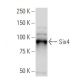 Six4 Antibody (34-M) - Western Blotting - Image 33636 