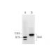 Six4 Antibody (D-5) - Western Blotting - Image 290893