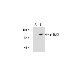 p-Stat3 Antibody (9E12) - Western Blotting - Image 18485 