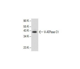 V-ATPase C1 Antibody (C-2) - Western Blotting - Image 154816 