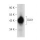 DLK1 Antibody (B-7) - Western Blotting - Image 158937 