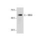 BBS6 Antibody (F-8) - Western Blotting - Image 286011