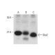 Ska2 Antibody (H-2) - Western Blotting - Image 320295