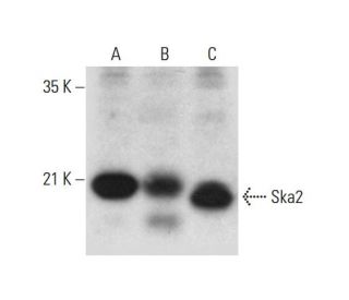 Ska2 Antibody (H-2) - Western Blotting - Image 320295Each CRISPR/Cas9 Knockout (KO) Plasmid product consists of a pool of 3 plasmids designed to ensure identification and cleavage of a specific gene for maximum knockout efficiency. Each plasmid encodes a unique 20 nt sequence derived from the GeCKO (v2) library.