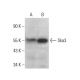 Ska3 Antibody (E-10) - Western Blotting - Image 381335 