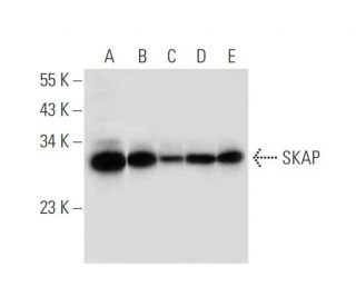 SKAP Antibody (F-11) - Western Blotting - Image 314114 