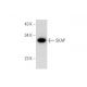 SKAP Antibody (F-11) - Western Blotting - Image 314113 