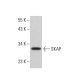 SKAP Antibody (F-11) - Western Blotting - Image 376059