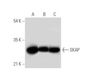 SKAP Antibody (H-2) - Western Blotting - Image 314112 