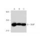 SKAP Antibody (H-2) - Western Blotting - Image 314112 