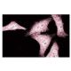 SKAP55 Antibody (35) - Immunofluorescence - Image 60688