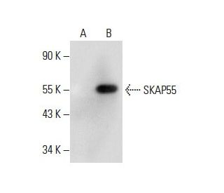 SKAP55 Antibody (E-8) - Western Blotting - Image 288597
