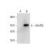 SKAP55 Antibody (E-8) - Western Blotting - Image 288597