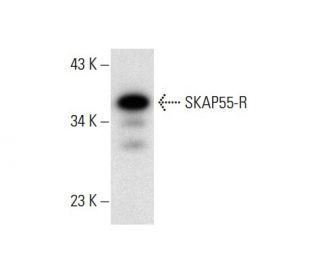 SKAP55-R Antibody (C-9) - Western Blotting - Image 303509 