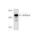 SKAP55-R Antibody (C-9) - Western Blotting - Image 303509 