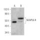 SKAP55-R Antibody (C-9) - Western Blotting - Image 372454
