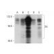 western blotting image from recommended Ski (G8) monoclonal antibody replacement. Image 320920