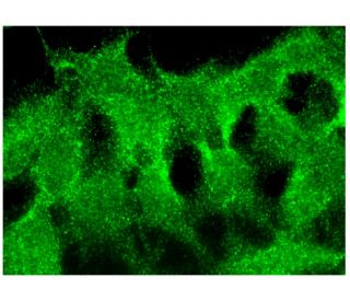 SKIP Antibody (B-6) - Immunofluorescence - Image 293825 