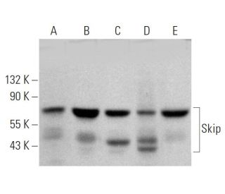 Skip Antibody (F-10) - Western Blotting - Image 359302 