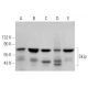 Skip Antibody (F-10) - Western Blotting - Image 359302 