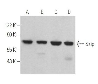 western blotting image from recommended Skip (D-5) monoclonal antibody replacement. Image 364367