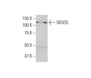 SKIV2L Antibody (1E5) - Western Blotting - Image 352142 