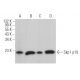 western blotting image from recommended Skp1 p19 (H-6) monoclonal antibody replacement. Image 362868