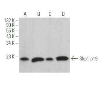 Skp1 p19 Antibody (H-6) - Western Blotting - Image 362868 