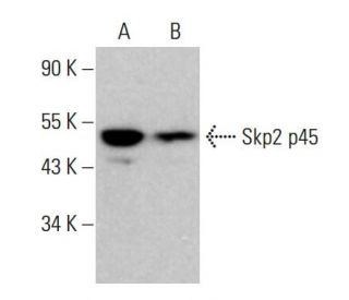 western blotting image from recommended Skp2 p45 (A-2) monoclonal antibody replacement. Image 379223