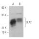 SLA2 Antibody (E-8) - Western Blotting - Image 368996
