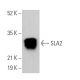 SLA2 Antibody (E-8) - Western Blotting - Image 369038 