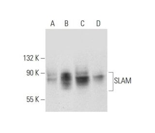 SLAM Antibody (E-11) - Western Blotting - Image 320213 
