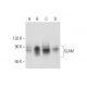 SLAM Antibody (E-11) - Western Blotting - Image 320213 