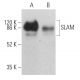 SLAM Antibody (E-11) - Western Blotting - Image 362527 