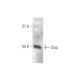 western blotting image from recommended Slap (C-7) monoclonal antibody replacement. Image 349061
