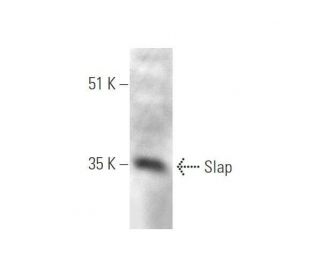 Slap Antibody (C-7) - Western Blotting - Image 349061