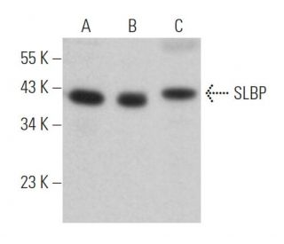 SLBP Antibody (H-3) - Western Blotting - Image 365602 