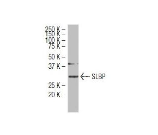 SLBP Antibody (XX-3) - Western Blotting - Image 34501 